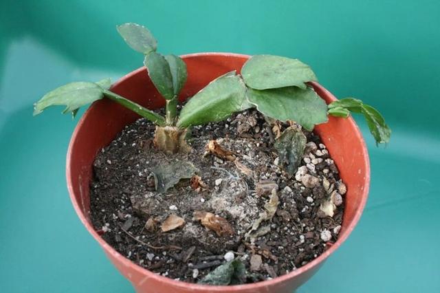 空气湿度多少合适，室内空气湿度多少正常（增加室内植物湿度的9种绝佳方法）