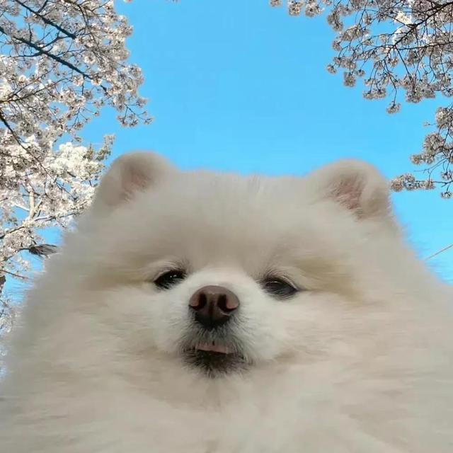 “萌宠/动物/猫咪/狗子/搞怪头像”微信，软锦：“萌宠/动物/猫咪/狗子/搞怪头像”（可爱搞怪萌宠小狗头像）