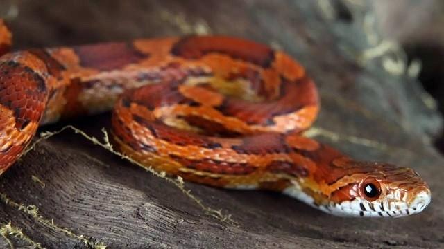 蛇怕什么，蛇怕什么东西房前屋后放什么防止蛇（打蛇为什么说要打“七寸”）