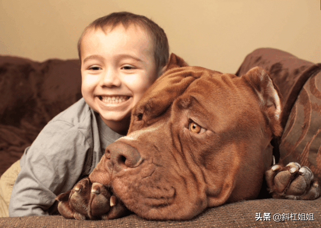 世界最大斗牛犬，世界上最大的斗牛犬是哪个品种（该狗重150斤）
