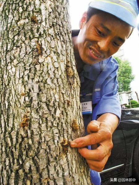 白蜡树种植方法及注意事项，但在种植过程中有几个问题需要特别注意