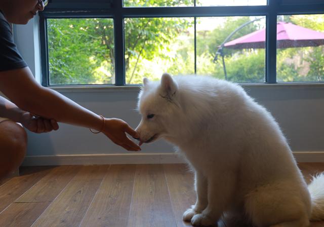 人能吃狗粮吗吃了会有什么害处吗，人能吃狗粮吗吃了会有什么害处吗视频（长期喂食泡软狗粮无助肠胃吸收）