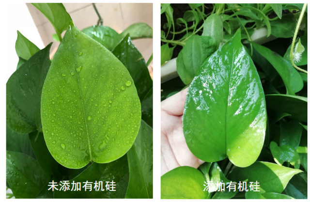 农用有机硅的作用是什么，农用有机硅的危害有哪些（农用有机硅的使用要点及其注意事项）