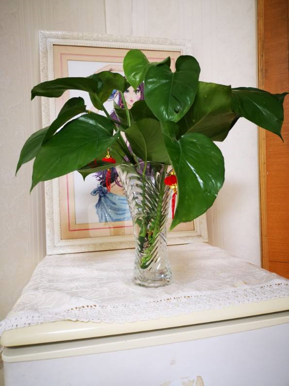 绿萝冬天怎么浇水，绿萝冬天怎么养（再冷也能绿到晃眼）