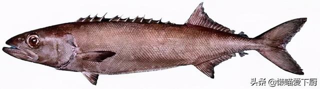 鳕鱼是不是深海鱼类，这种鱼常被冒充“鳕鱼”