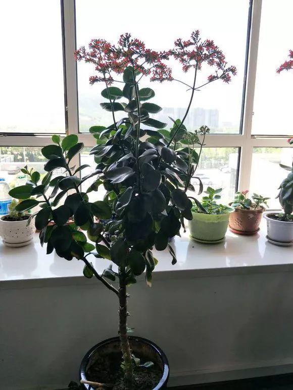 最漂亮的棒棒糖图片，如何画出漂亮的棒棒糖（长寿花半年养成“长寿树”）