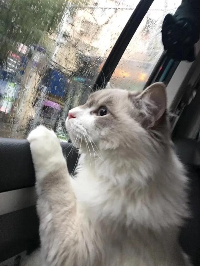 猫猫图片，我喜欢的样子你都有（宠物猫品种大全及图片）