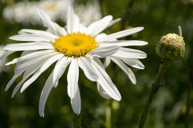 洋甘菊的花语和寓意，洋甘菊的花语和寓意是什么（堪称“苦难中的力量”）