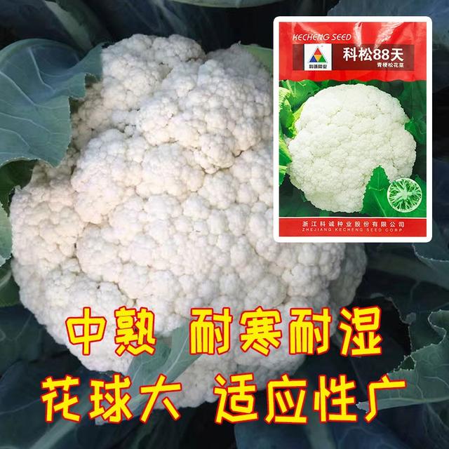 菜花种子品种大全，盘点花菜品种有哪些（农户种花菜选什么品种好）