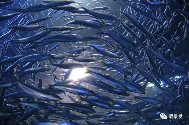 世界上有哪些渔场，世界上有几个渔场（天下“渔仓”——走进世界四大渔场）