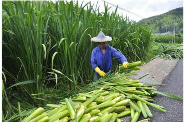 包粽子的叶子是什么植物的叶子，粽子叶是什么植物的叶子（端午百科：年年吃粽子）