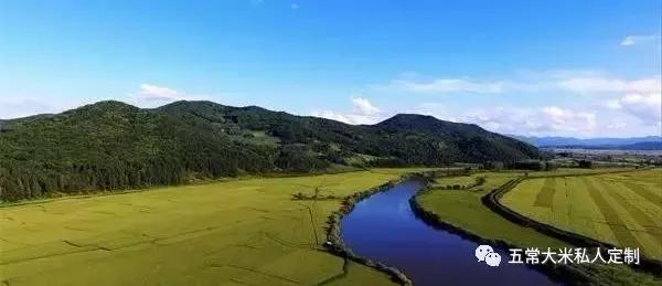 贡米是什么米，贡米是哪里出产的（你知道五常大米为什么称之为“贡米”吗）