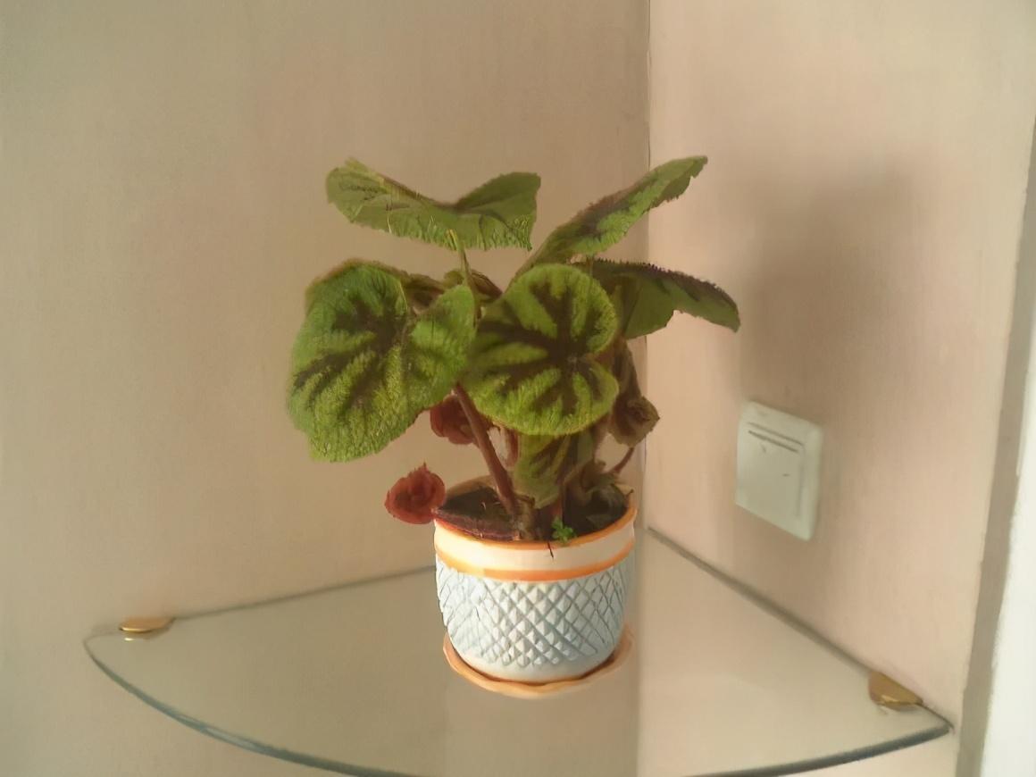 除甲醛的植物排名(除甲醛公司)