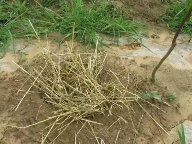 黑光灯价格多少钱，黑光灯的价格（如何科学地降低果园管理成本）