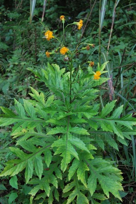 菊叶三七来源产地为菊科植物菊叶三七的根或全草.