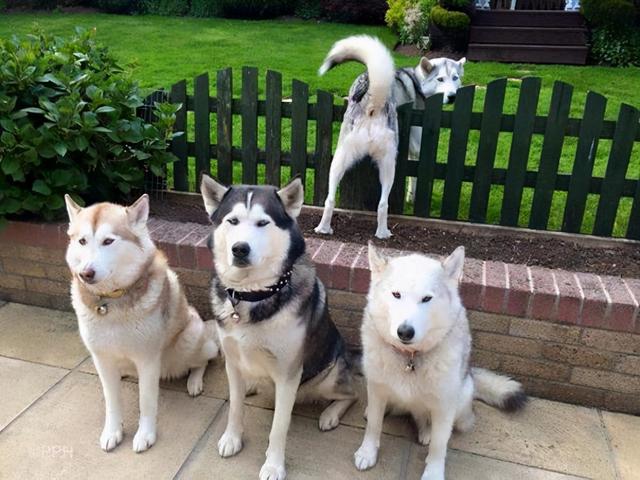 萨摩耶很笨吗，萨摩耶到底有多蠢（快来看看你家狗子有上榜吗）