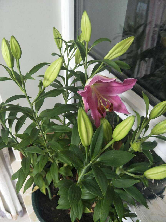 百合花介绍，百合花介绍50字（ 买百合花看清这部位）