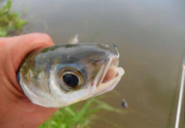 乌头鱼，力道十足的“乌头鱼”该如何垂钓（乌头鱼图片）