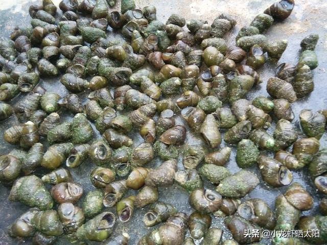 自己在家怎么养小龙虾，自己在家怎么养小龙虾苗（不买任何饲料投喂小龙虾）