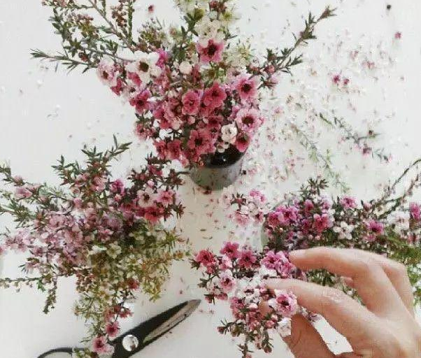 彩梅种植方法，此花名叫
