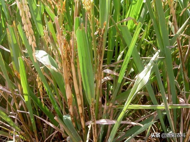 乙酸甲酯结构简式，对早疫病、白粉病、叶斑病特效
