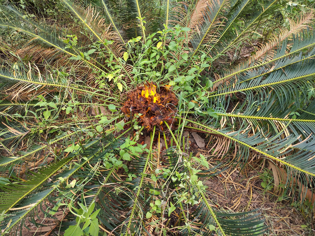 攀枝花苏铁的品种简介，名贵苏铁品种（“铁树在云南轿子山开花了”）