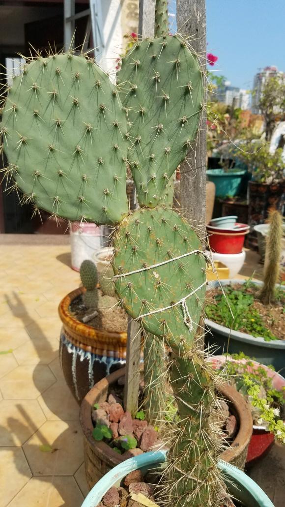 仙人果的功效与禁忌，仙人掌高10米