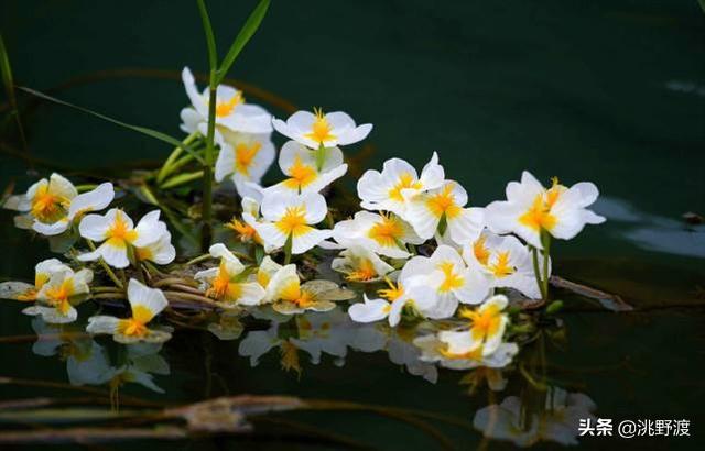 卖弄的近义词，卖弄的近义词有哪些（上联：水性杨花撸一把）