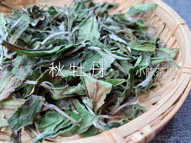 白牡丹茶怎么泡，白牡丹是什么茶（白茶春牡丹和秋牡丹）