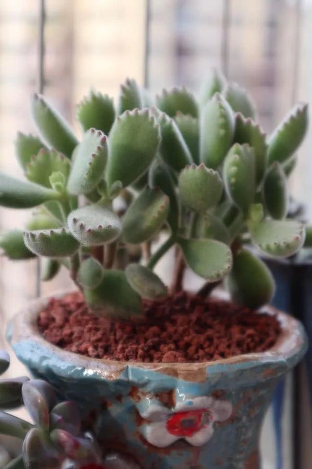 丸叶松绿怎么养，丸叶松绿的叶子可用来繁殖吗（养多肉，记名字，预防老年痴呆）