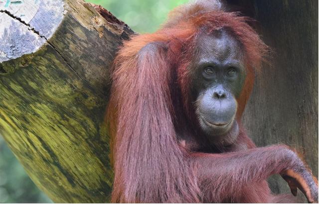 最像人类的动物，大猩猩最像人类的物种（第一个即将灭绝的类人猿）