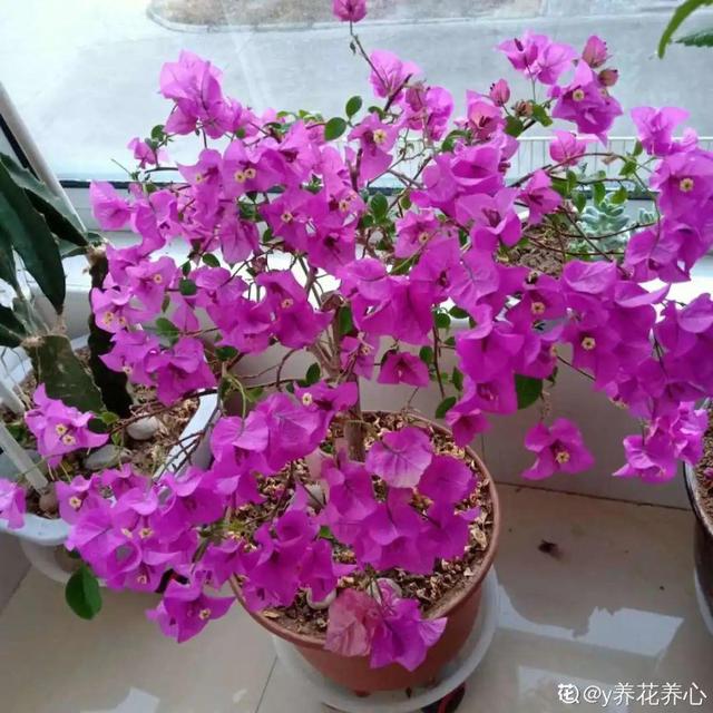 千万不要把百合花放在卧室，百合花摆放禁忌（卧室不能养的花）