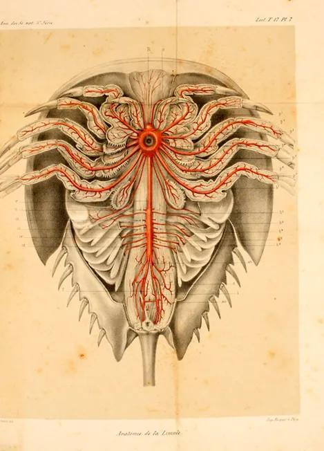 鲎为什么又叫做鲎鱼，这个是鲎吗（<hou>亲缘关系最近的是蜘蛛）