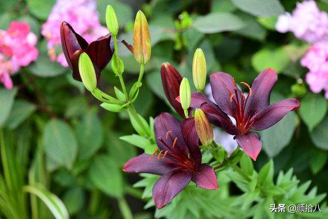 百合几月份开花，百合花什么时候开花（盛开在初夏的橙色花园）