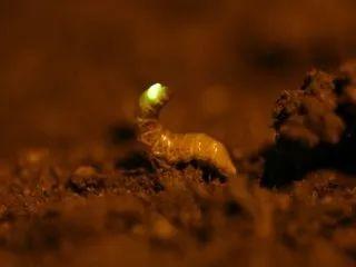 为什么萤火虫要吃蜗牛，为什么萤火虫要吃蜗牛壳（浪漫的萤火虫还有多少不为人知的一面）