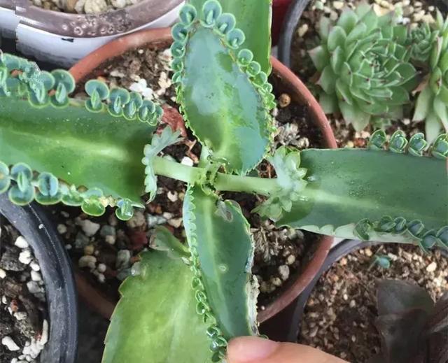 绿萝好养吗,绿萝怎样栽培(绿萝竟然排在倒数第1) 绿萝好养吗,绿萝怎样栽培(绿萝竟然排在倒数第1)