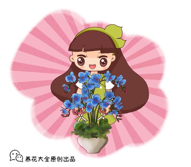 蝴蝶兰花谢后怎么处理，蝴蝶兰花怎样养护（只需两步就能二次开花）