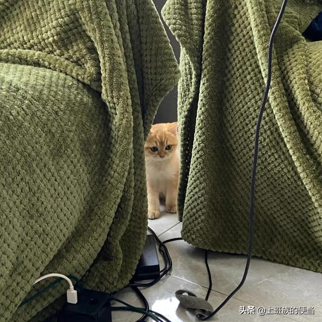 宽粉是什么做的，宽粉是怎么做的（三款制作秘籍大公开）