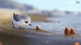 piper 鹬怎么读，piper（从3岁起每天陪看1集奥斯卡动画短片）