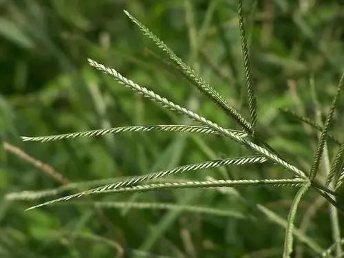 农村的野生植物大全，农村到处可见的野生植物