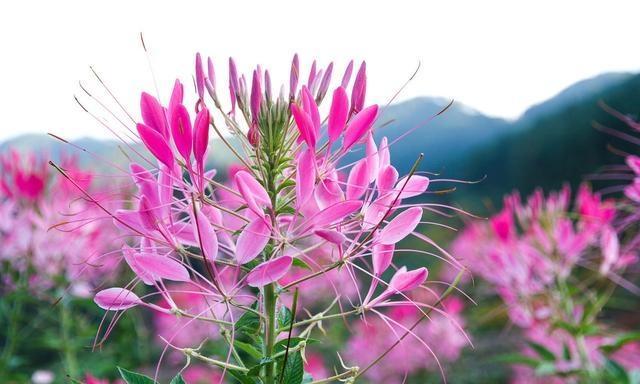 什么花在夏天开，在夏天开的花有什么花（夏季开花的这10种花卉）