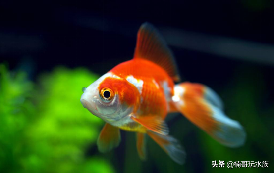 金鱼和锦鲤的区别，锦鲤鱼好养还是金鱼好养（不同的鱼寓意不同，你知道吗）