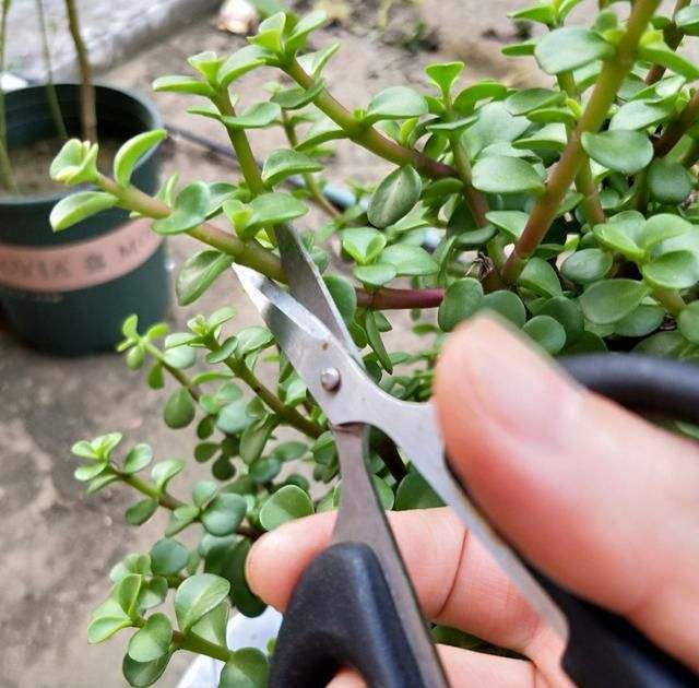 金枝玉叶小老桩盆景(一年快速变老桩,沧桑古朴做盆景,价格翻倍长)