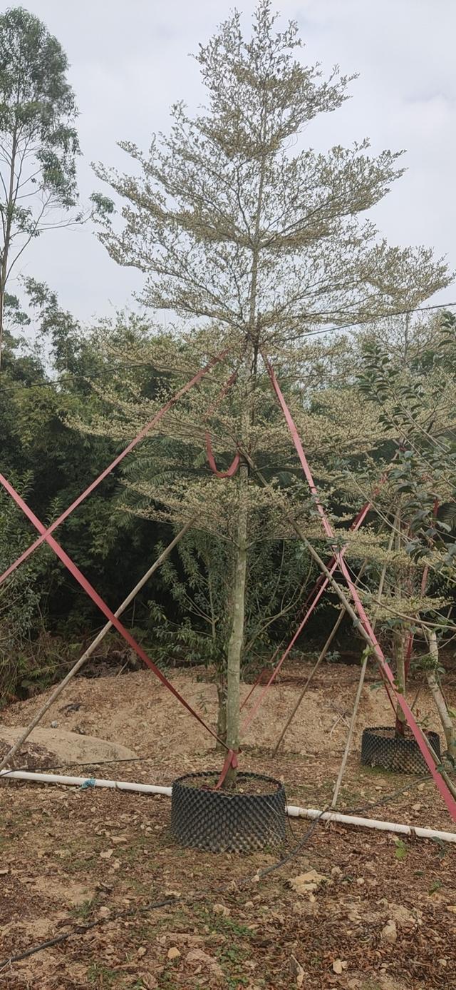 布迪椰子苗，布迪椰子树的生长温度是多少（珠三角区20年老字号）