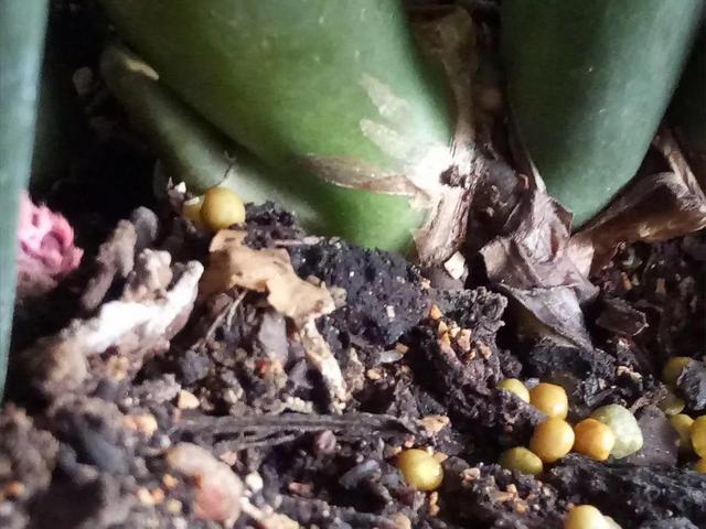 山药豆是什么，山药豆是什么样子的图片（挖出一把“山药豆”）