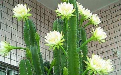 巴西龙骨的养殖方法,巴西龙骨适合在家养吗(这三种"镇宅旺财")