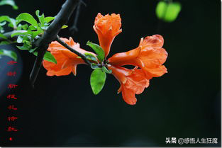 赠人玫瑰手留余香下一句该怎么说，赠人玫瑰手有余香下一句是什么（才能成就自己）