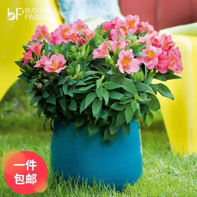 母亲节送什么花，母亲节该送什么花（你的宠妈清单上是否有花）