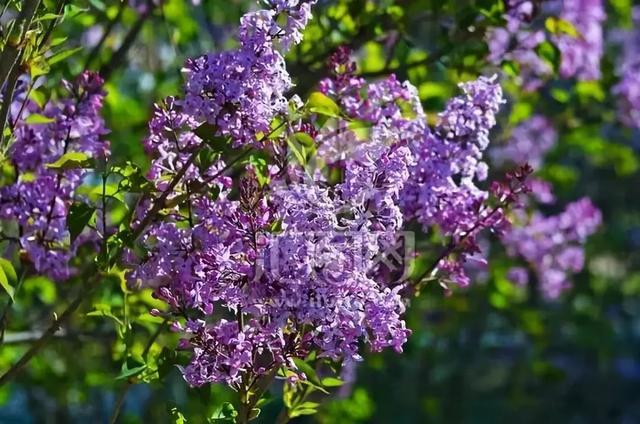 各种花的花语，各种花的花语爱情（史上最全花语大全）
