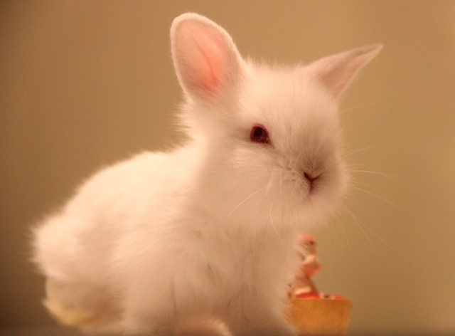 世界上最可爱的小白兔图片